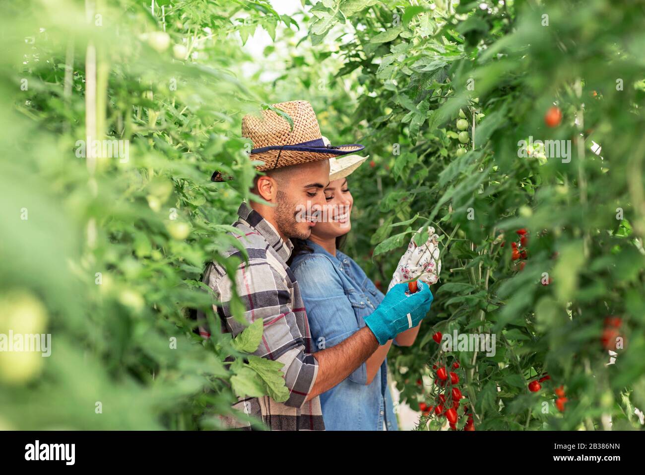 Two workers in green tomato plant farm Stock Photo
