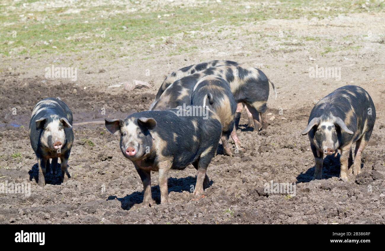 Danish landrace pig hires stock photography and images Alamy