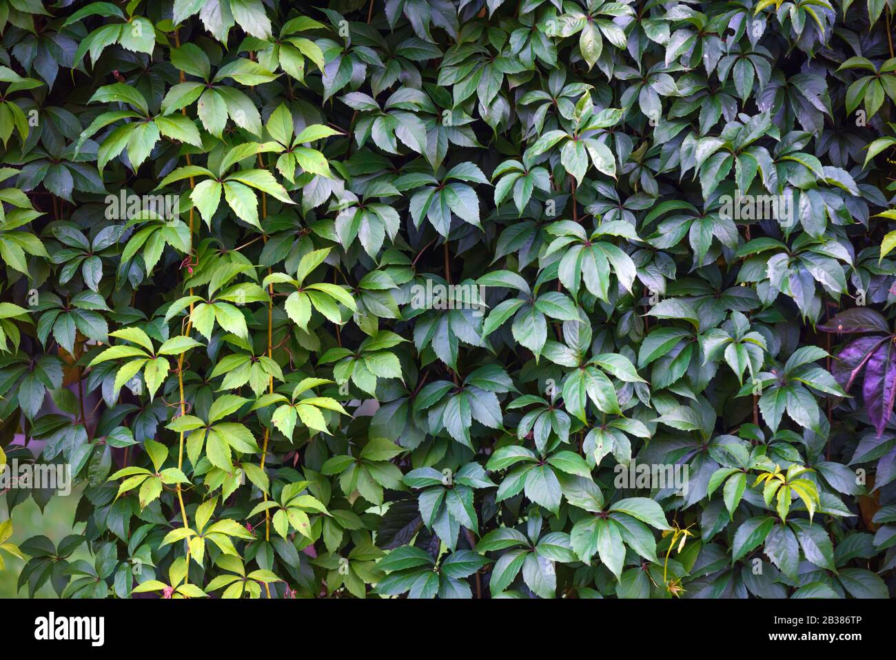 Texture of ivy leaves closeup. Green wall in garden. Gardening background Stock Photo