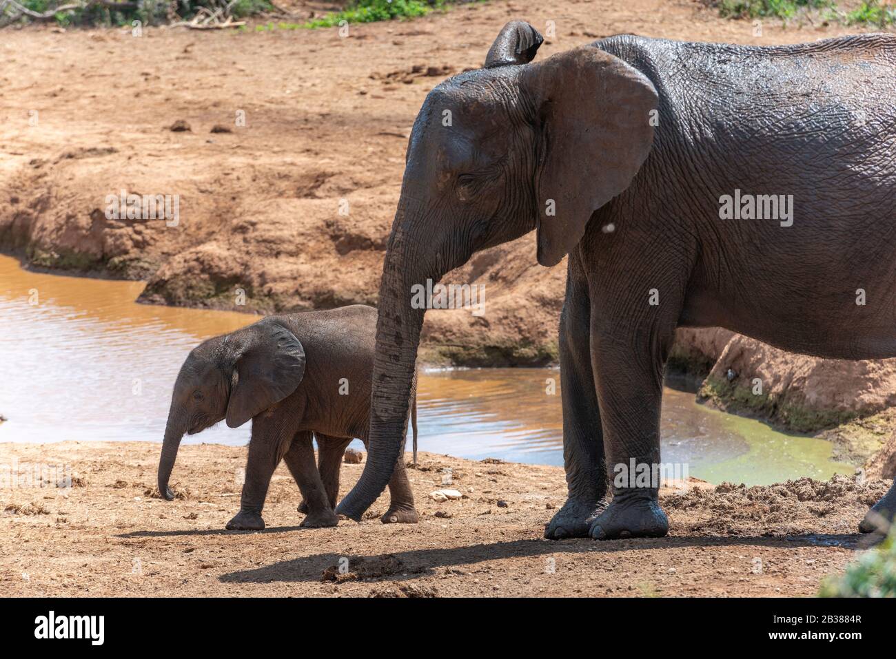 Elephant mother and calf at a waterhole in the hot sun at the Addo Elephant National Park , Eastern Cape, South Africa Stock Photo