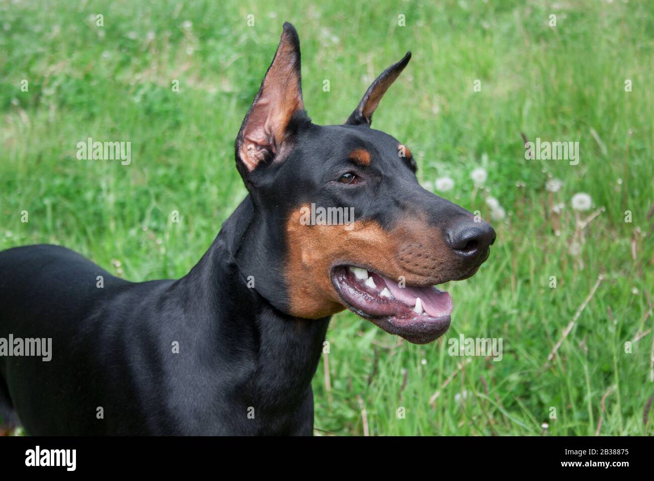 Cute doberman pinscher close up. Pet animals. Stock Photo