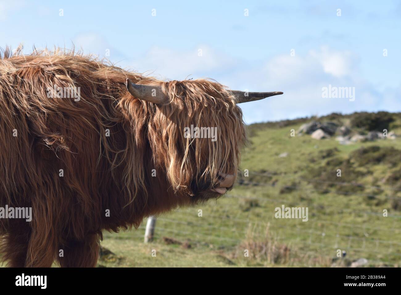 Highland Cow (Heilan Coo) Applecross Peninsula, Highland Scotland Stock Photo