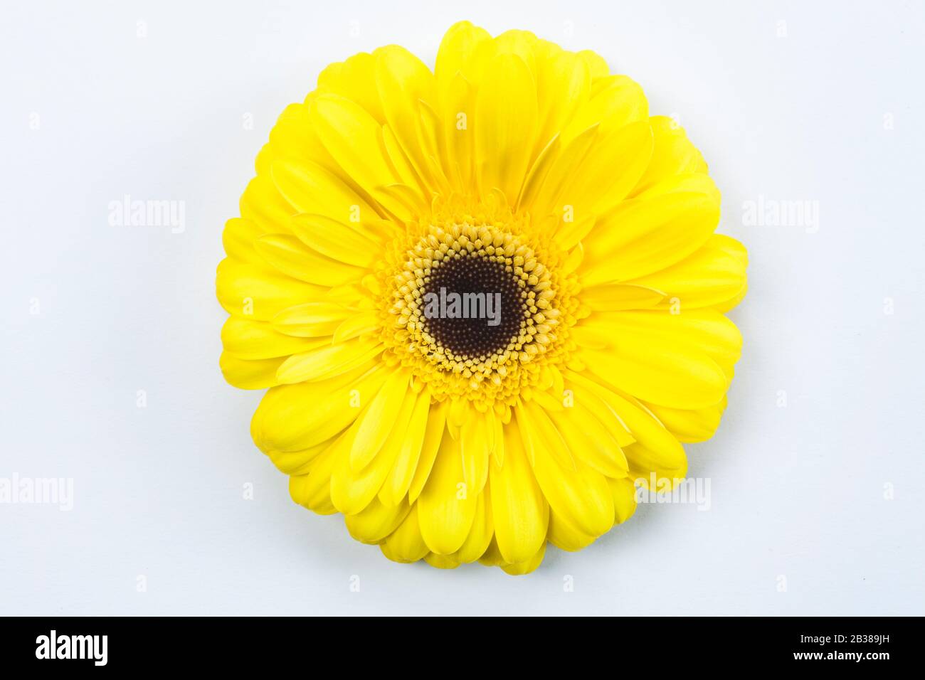 Yellow Gerbera Daisy Flower Close Up on White Background Stock Photo