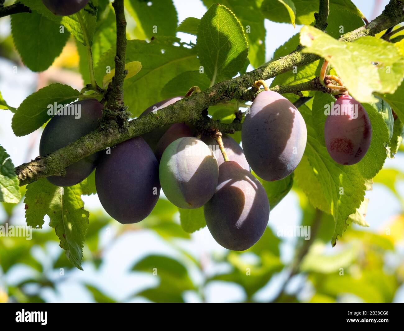 Bunch of Plums ripening in the sunshine Stock Photo