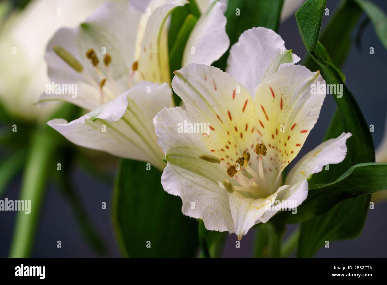 Close up of white lillies which form part of a white flower arrangement Stock Photo