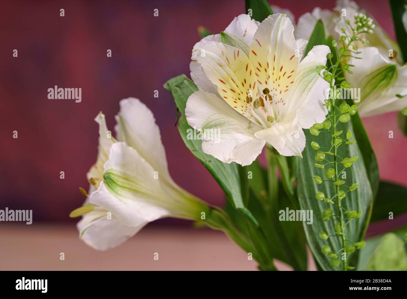 Close up of white lillies which form part of a white flower arrangement Stock Photo