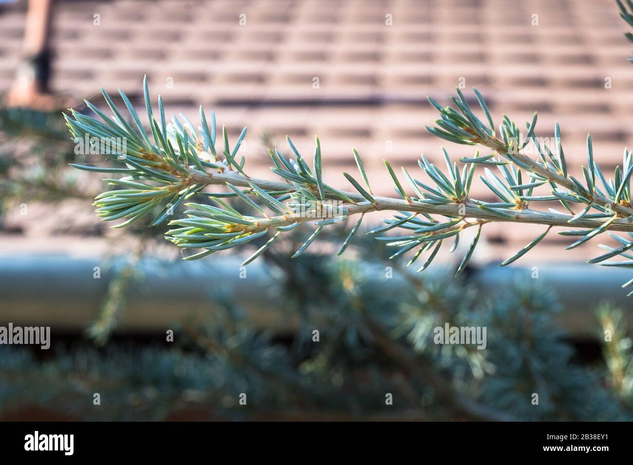 Beautiful green blue twigs of a Deodar Cedar (Cedrus deodara) Stock Photo
