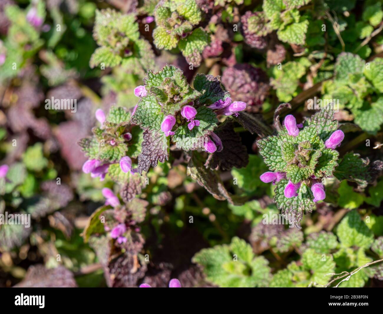 Purple deadnettle medicinal herb blooms in spring Stock Photo - Alamy