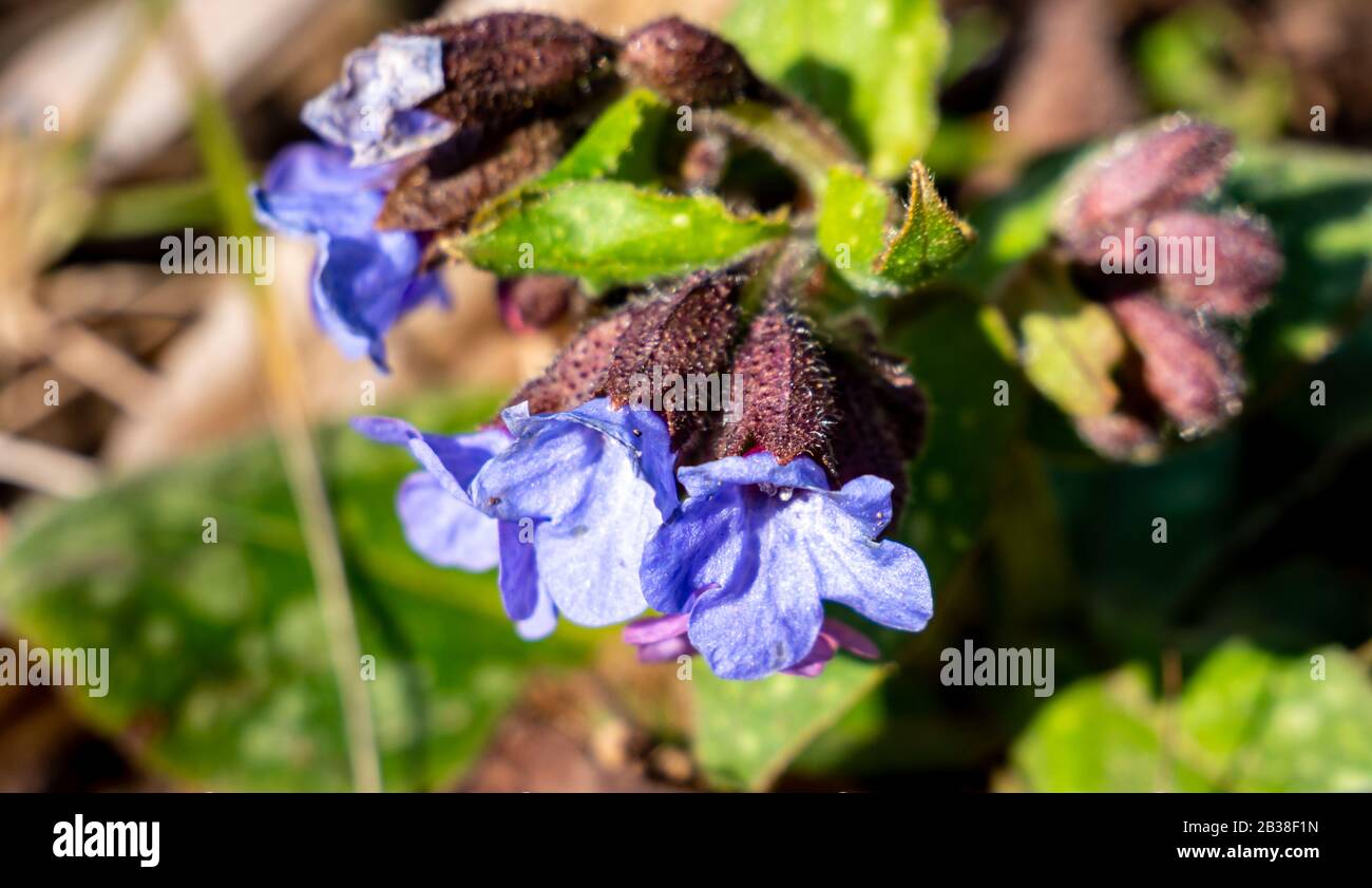 Narrow-leaved lungwort bloom in spring Stock Photo