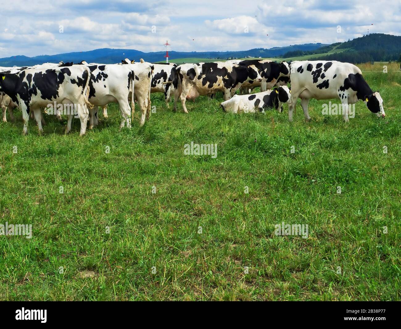A herd of black and white Holstein Friesian dairy cattle grazing in a ...