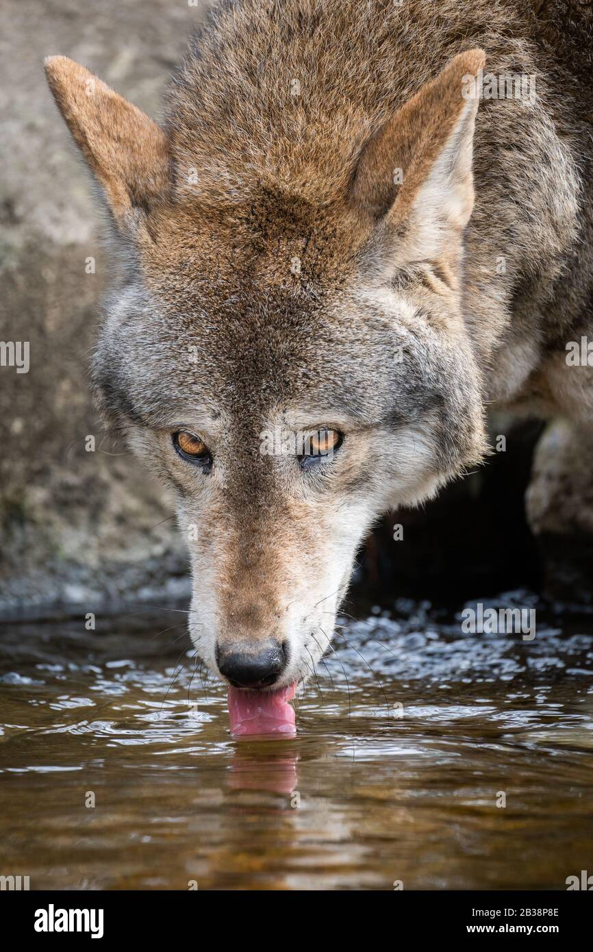 A Red Wolf Drinking Water Stock Photo