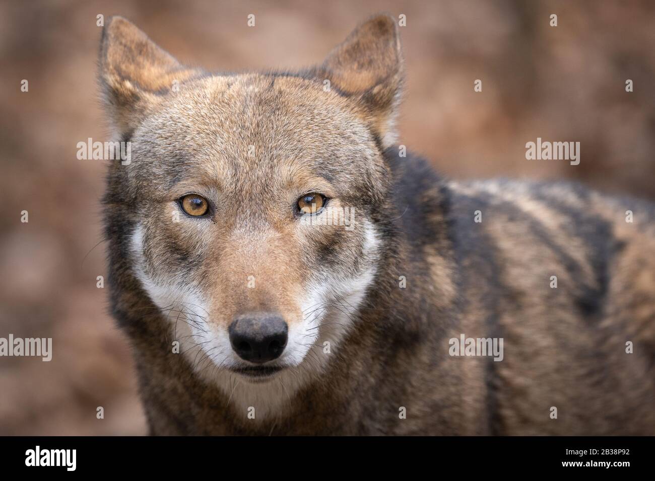 A portrait of a red wolf Stock Photo