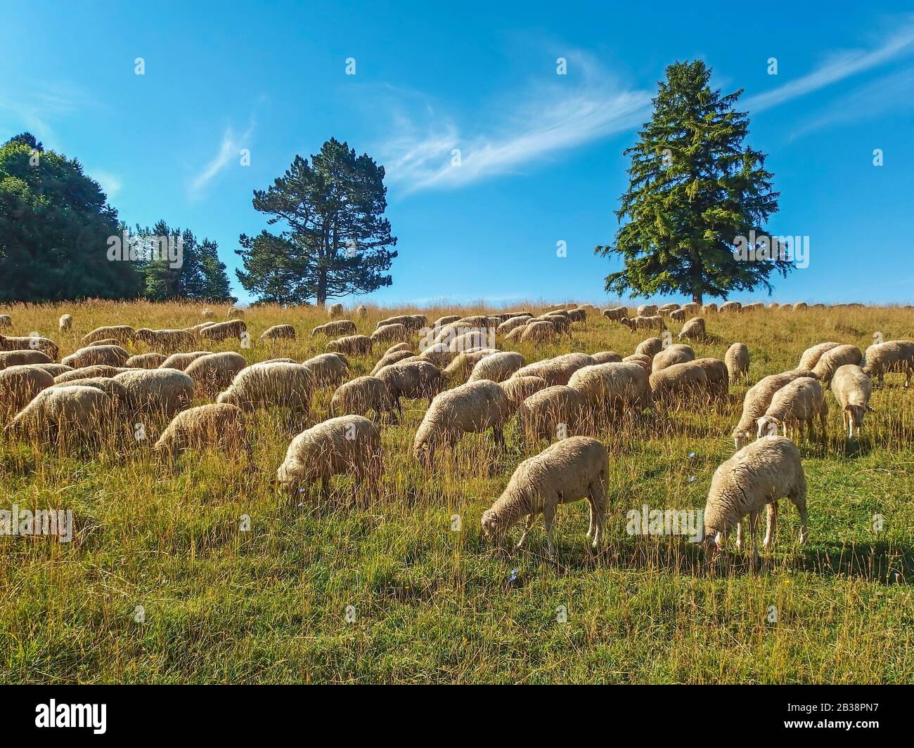 Flock of sheep grazing on field Stock Photo