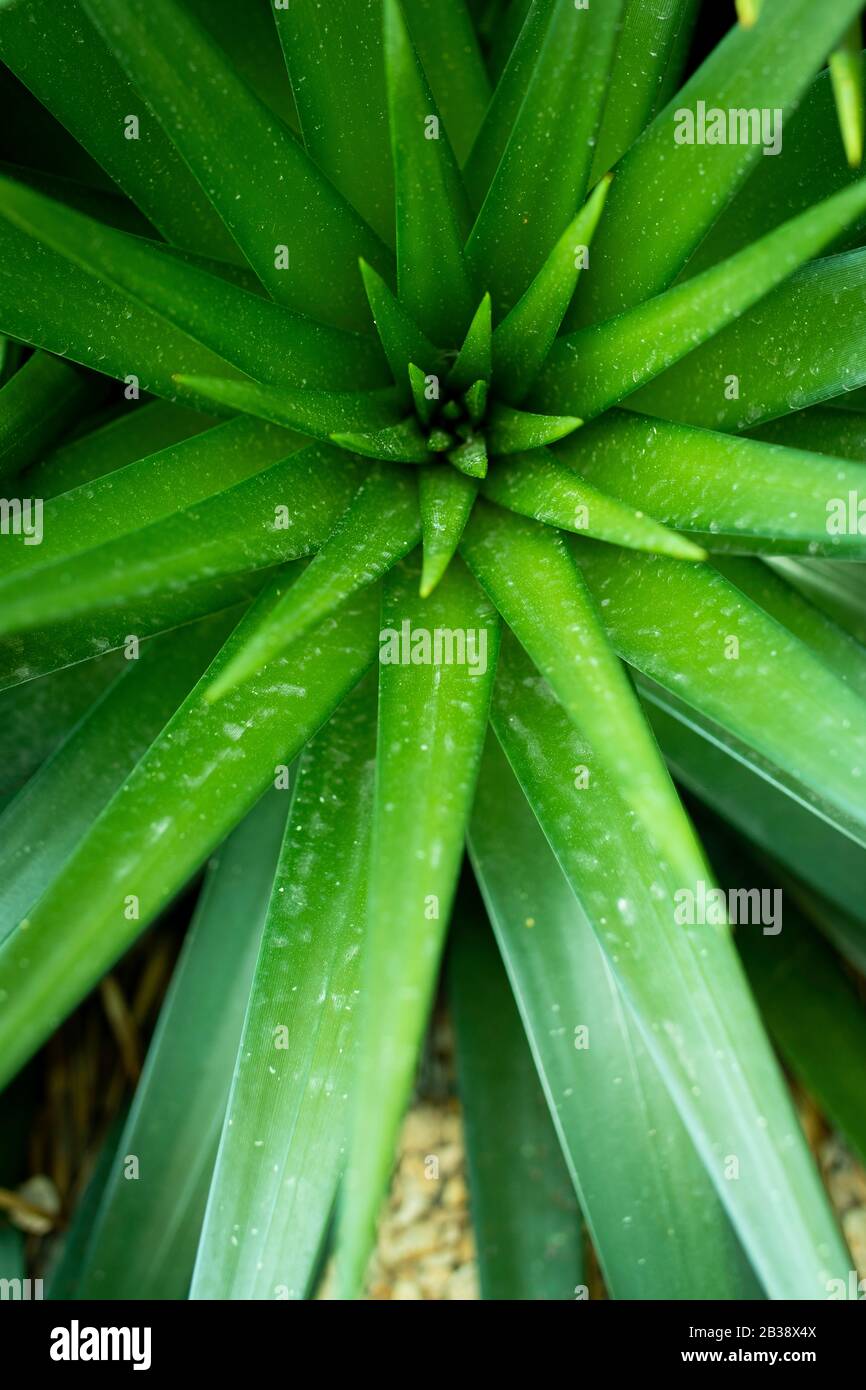 Wallpaper plant hi-res stock photography and images - Alamy
