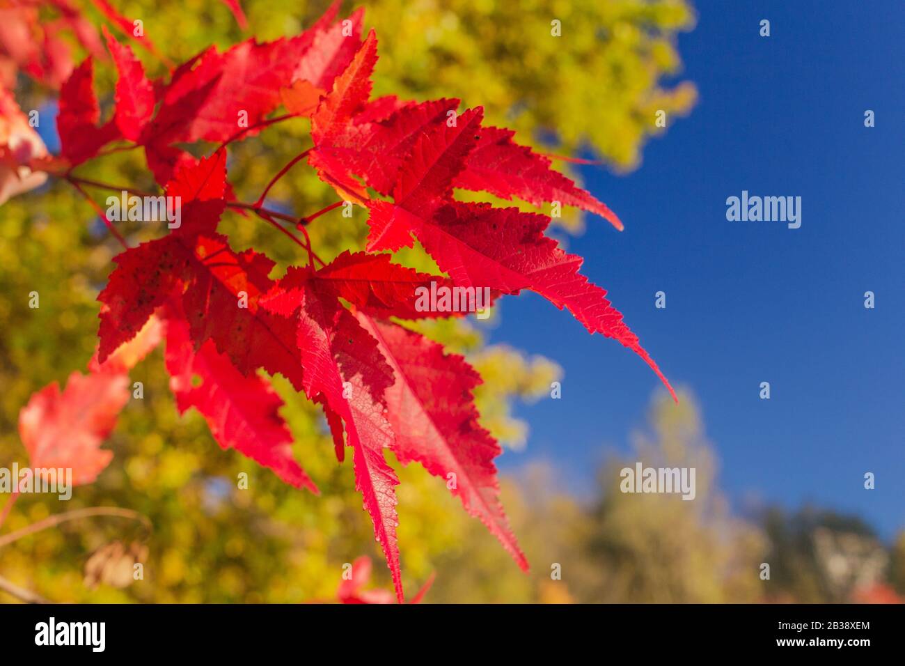 Individual single autumn fall leaf hi-res stock photography and images ...