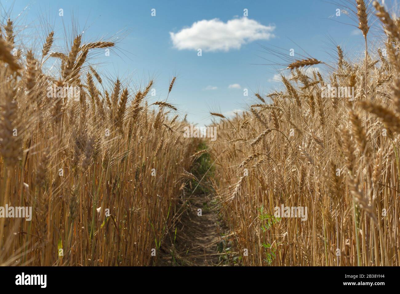 Wheat field with sky and clouds from the frog perspective Stock Photo