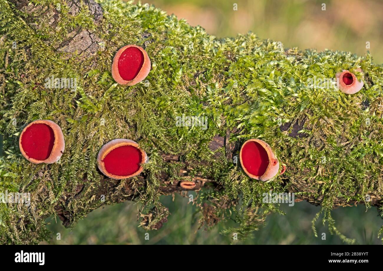 Sarcoscypha coccinea, ( scarlet elf cup, scarlet elf cap, or the scarlet cup,)  fungus on moss covered rotting tree branch lying on ground. Stock Photo