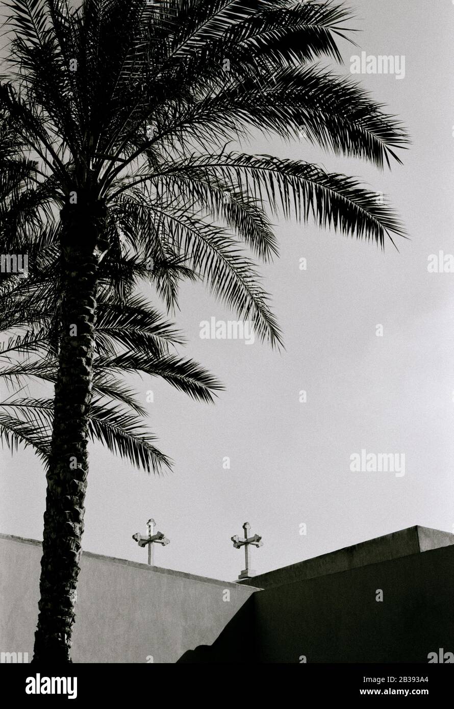 Travel Photography Palm trees in Coptic Cairo in the city of Cairo in