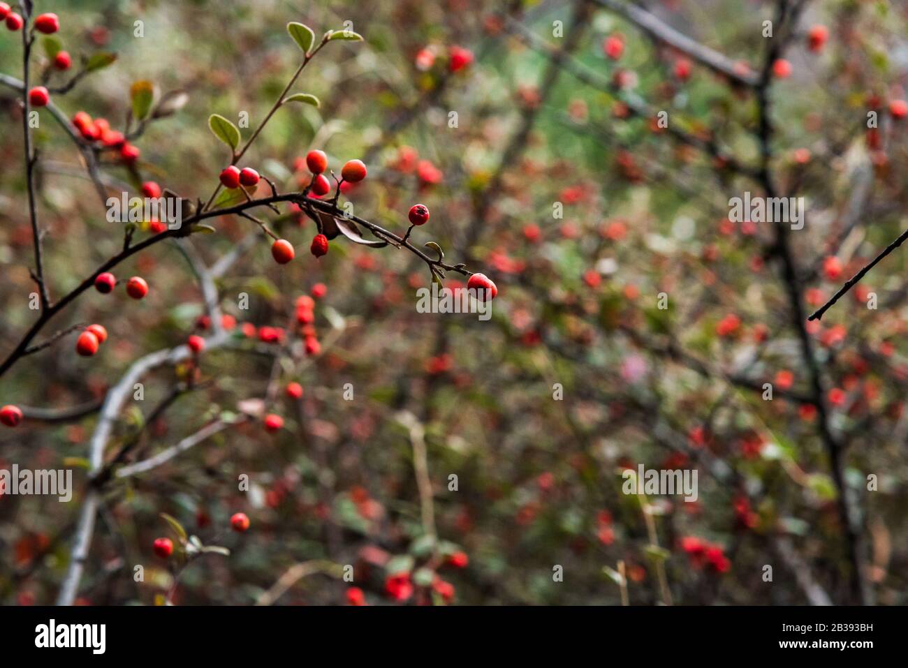 Branches of a bush filled with red berries on them Stock Photo