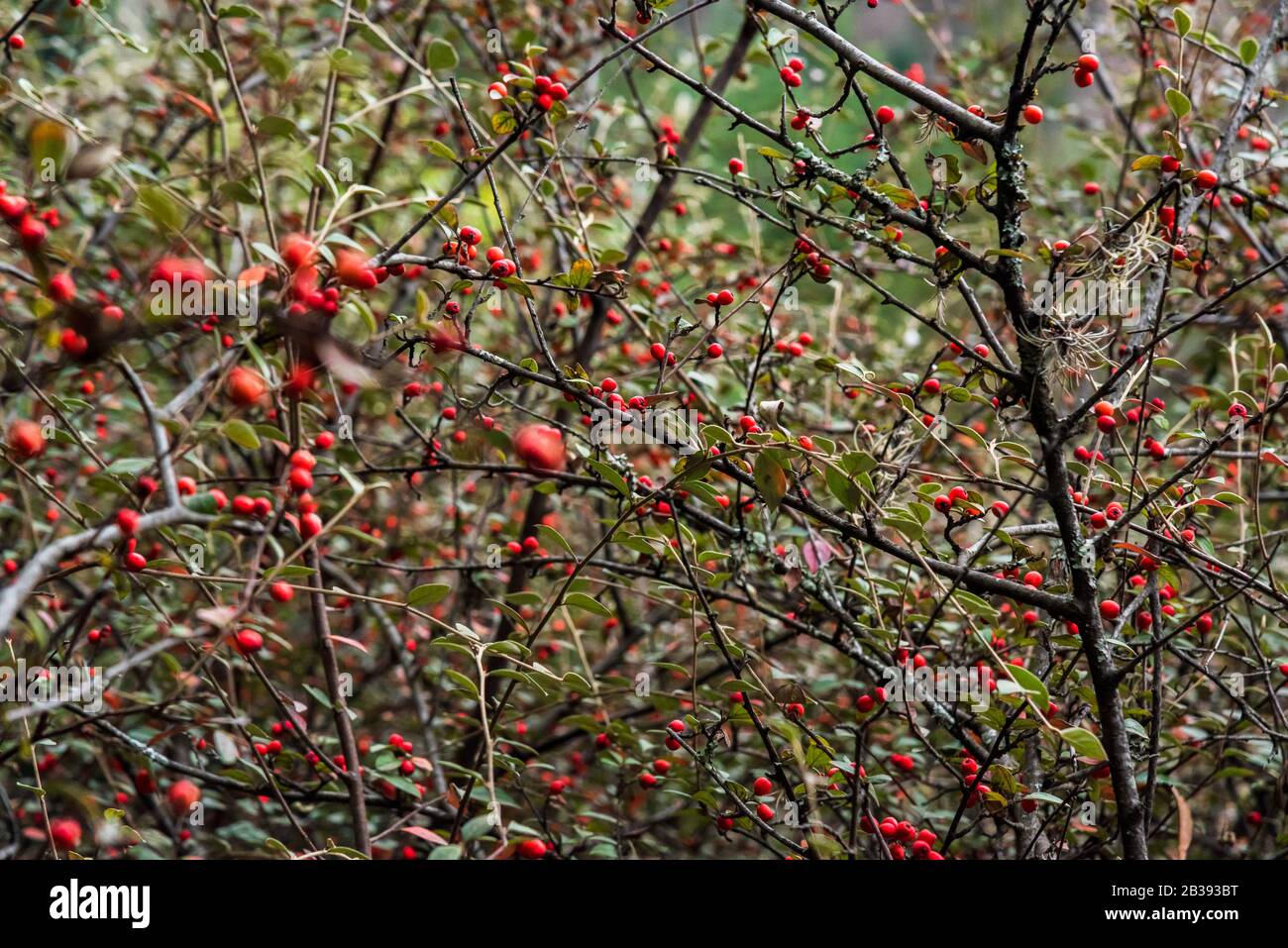 Branches of a bush filled with red berries on them Stock Photo