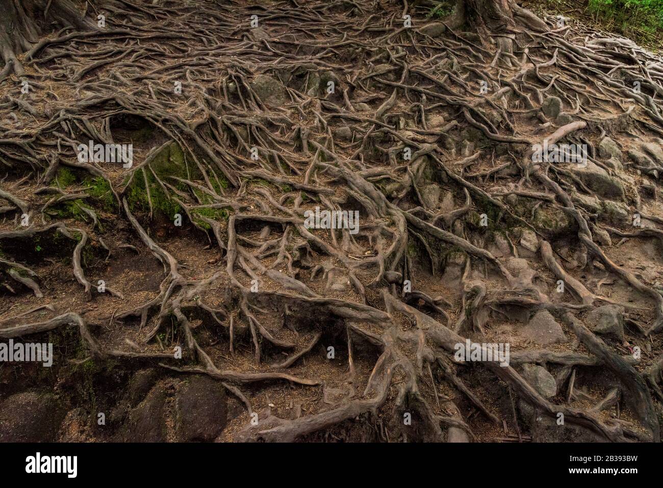 Roots of trees above the ground Stock Photo