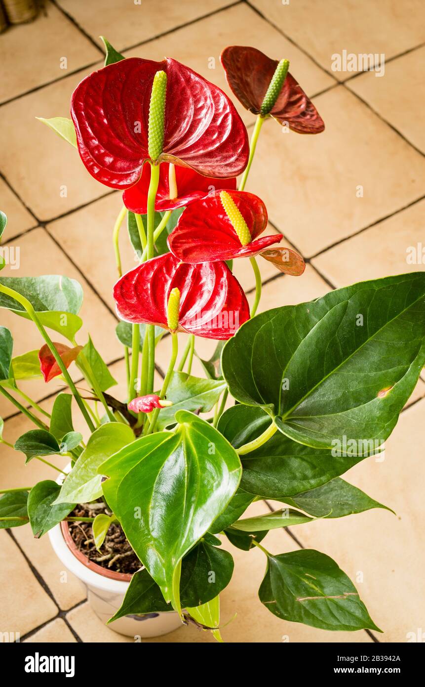 An attractive red Anthurium house plant growing during the winter inside a conservatory in UK Stock Photo