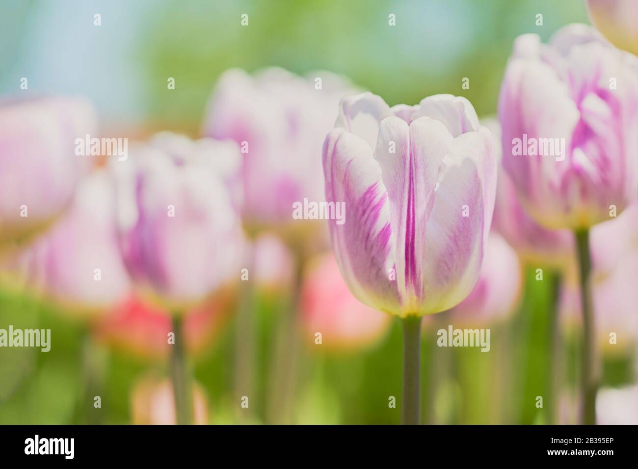 Pink tulip flowers blooming in a tulip field at sunset. Spring background, selective focus Stock Photo