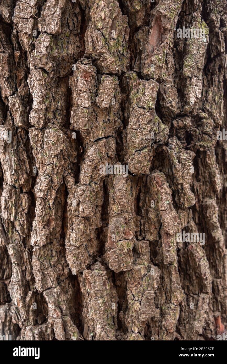 Wood cortex texture on a tree Stock Photo