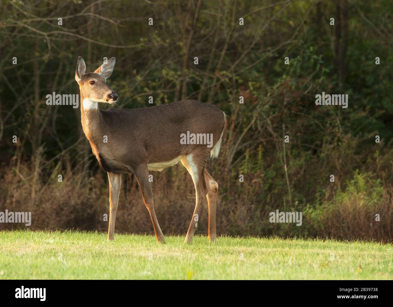 White tailed female deer standing woods odocoileus hi-res stock ...