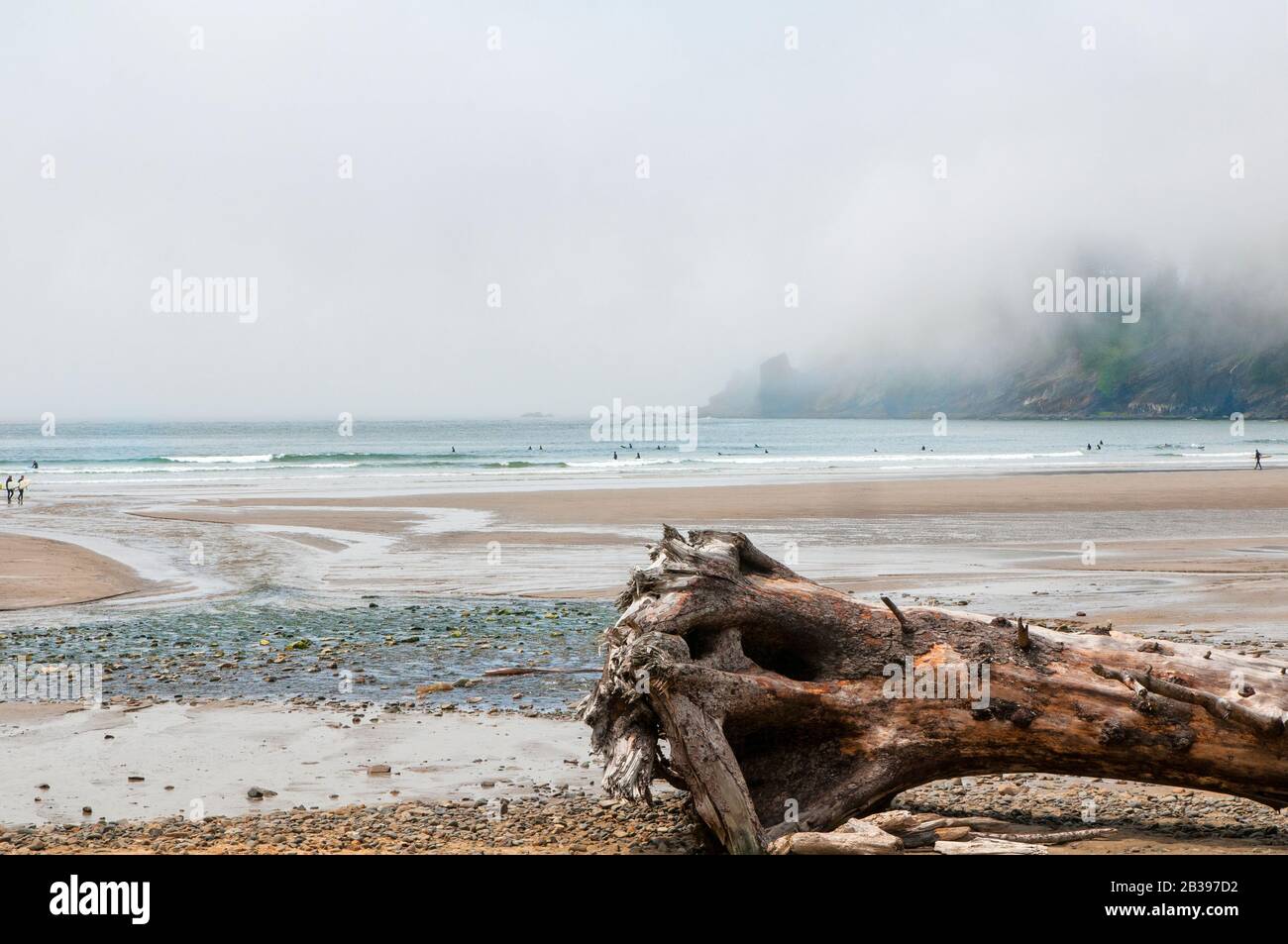 A tree trunk laying on the beach at Oswald West State Park, Arch Cape, Oregon.  It is foggy.  There are unrecognizable people. Stock Photo