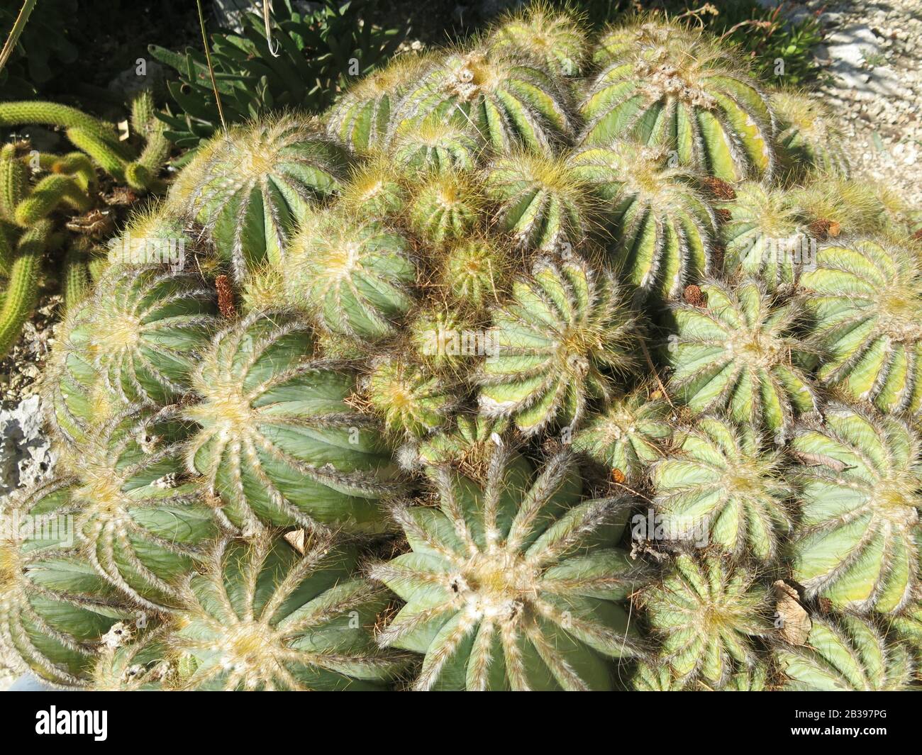 Close-up of the spiky, woolly cactus Eriocephala Magnifica, a native plant in the cactaceae family from South America. Stock Photo