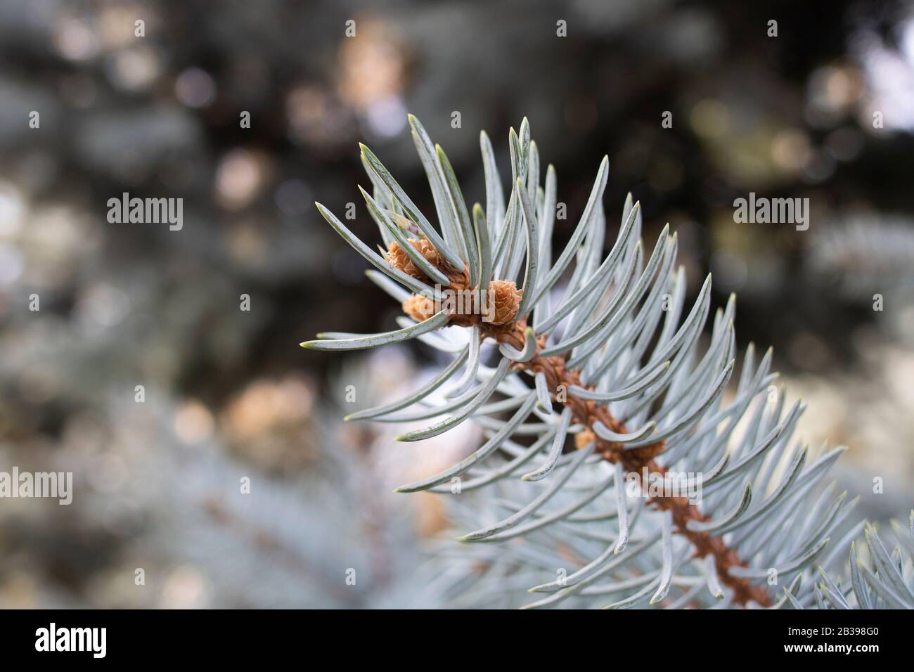 Close-up photo of the leaves of the blue spruce tree. From the pine family. Close up. Stock Photo