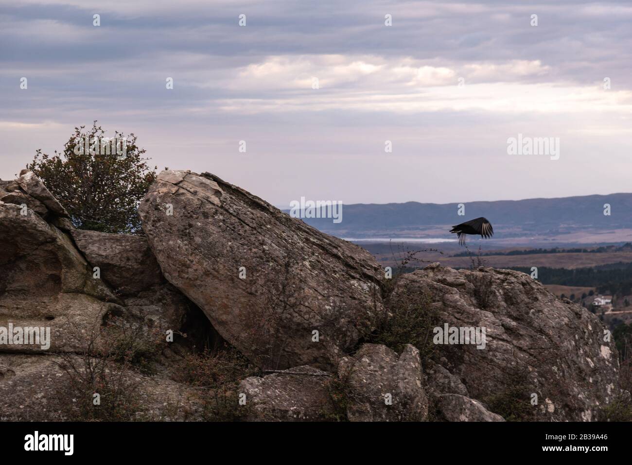 Black vulture, buzzard or black jote flying over a valley with a mountain range on the back Stock Photo