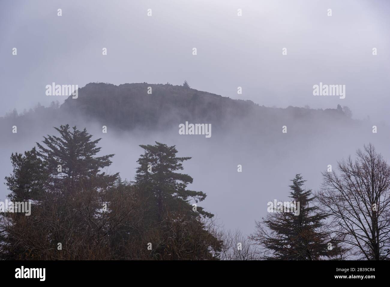 Trees covered with fog hi-res stock photography and images - Alamy