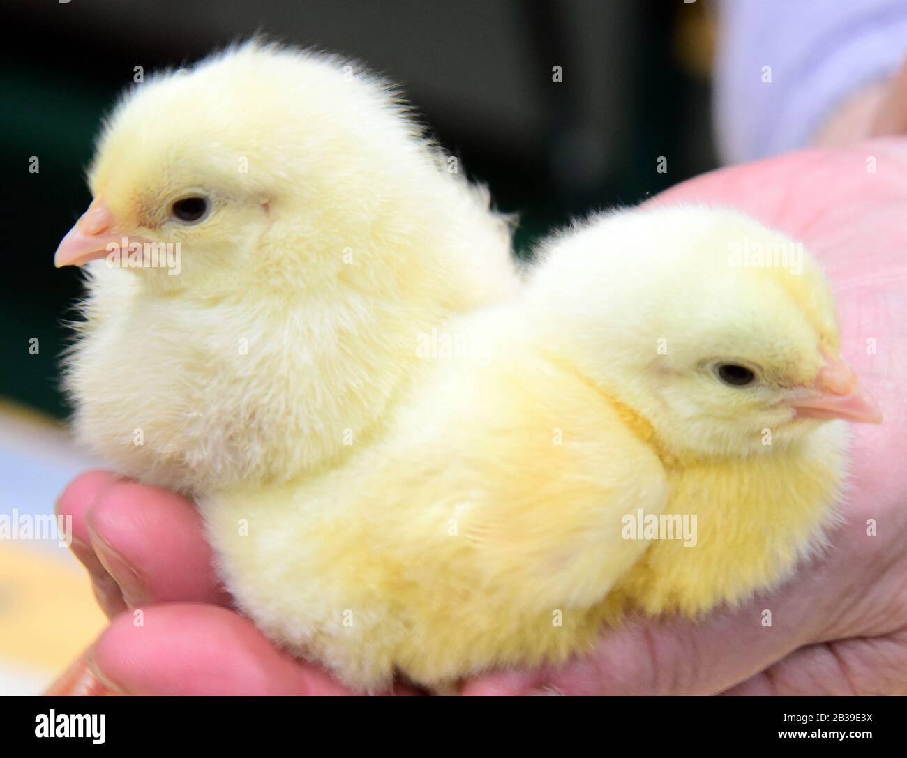 Leipzig, Germany. 17th Feb, 2020. At the Haus-Garten-Freizeit trade fair at the New Trade Fair Centre in Leipzig, two chicks hatched the day before sit on one hand. The fair took place from 15 to 23 February 2020. Credit: Waltraud Grubitzsch/dpa-Zentralbild/ZB/dpa/Alamy Live News Stock Photo