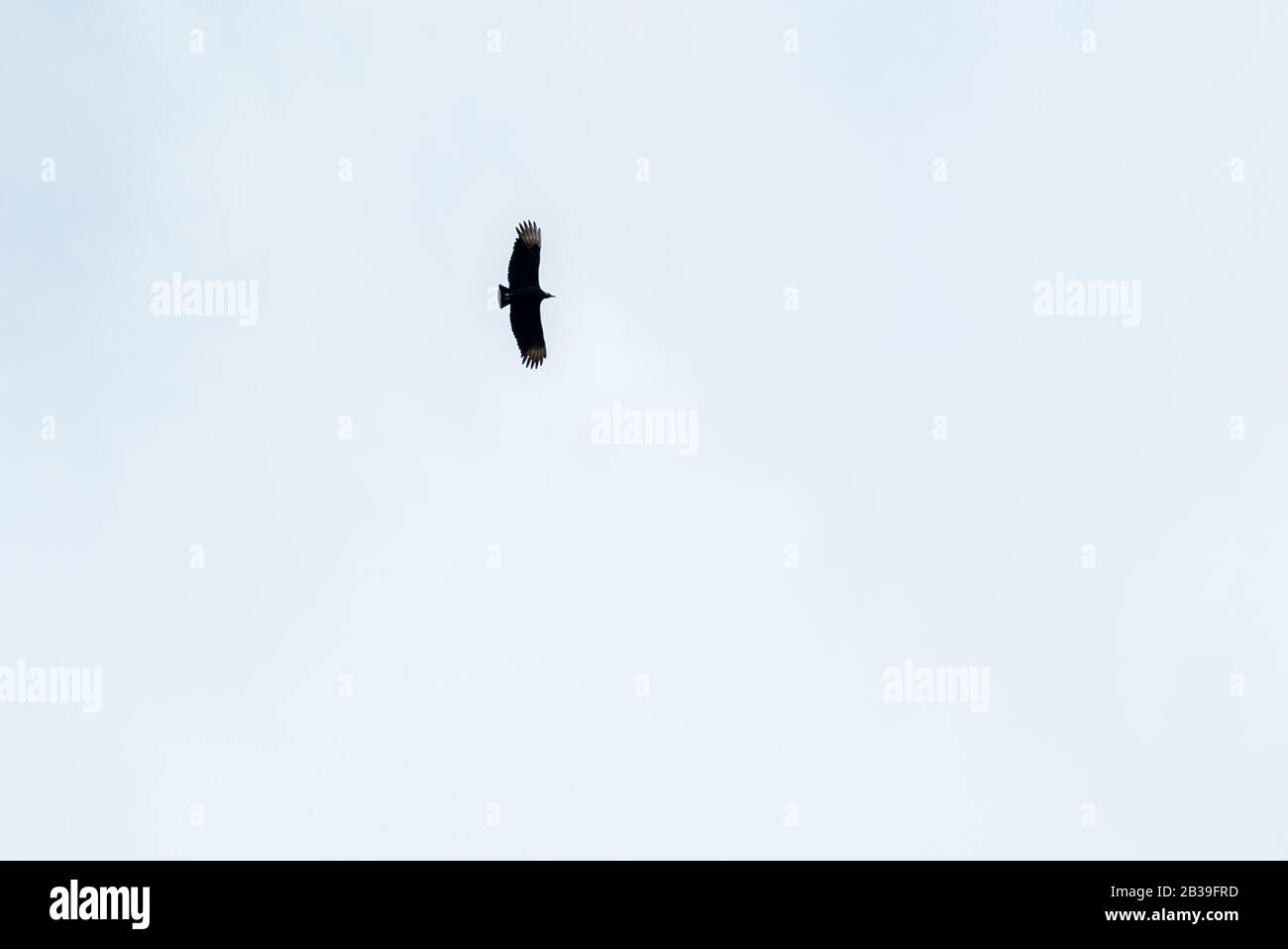 Black vulture, buzzard or black jote flying with its open wings on a wite sky Stock Photo