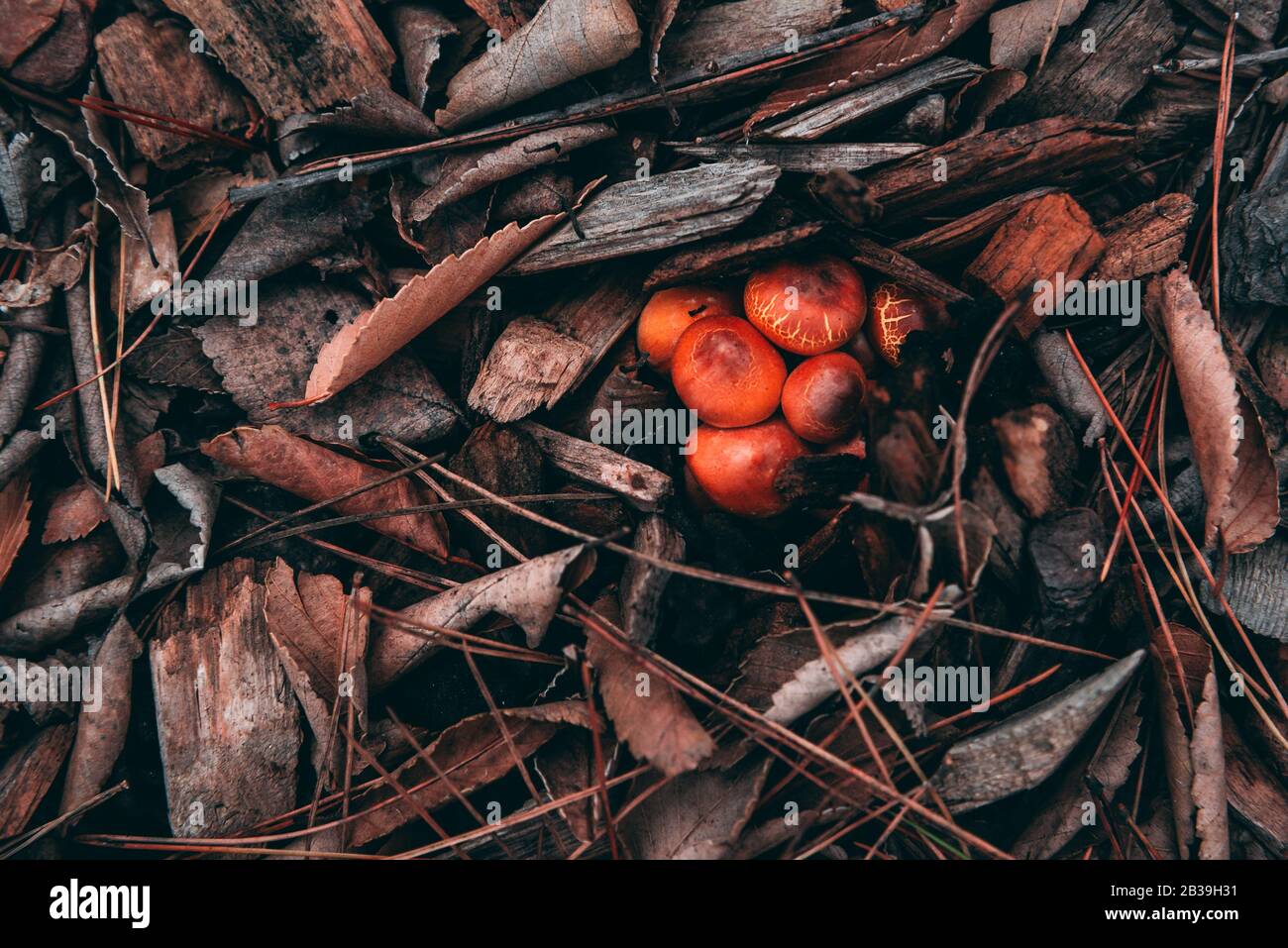 Golden autumnal fungus on the ground surrounded by dry leaves Stock Photo