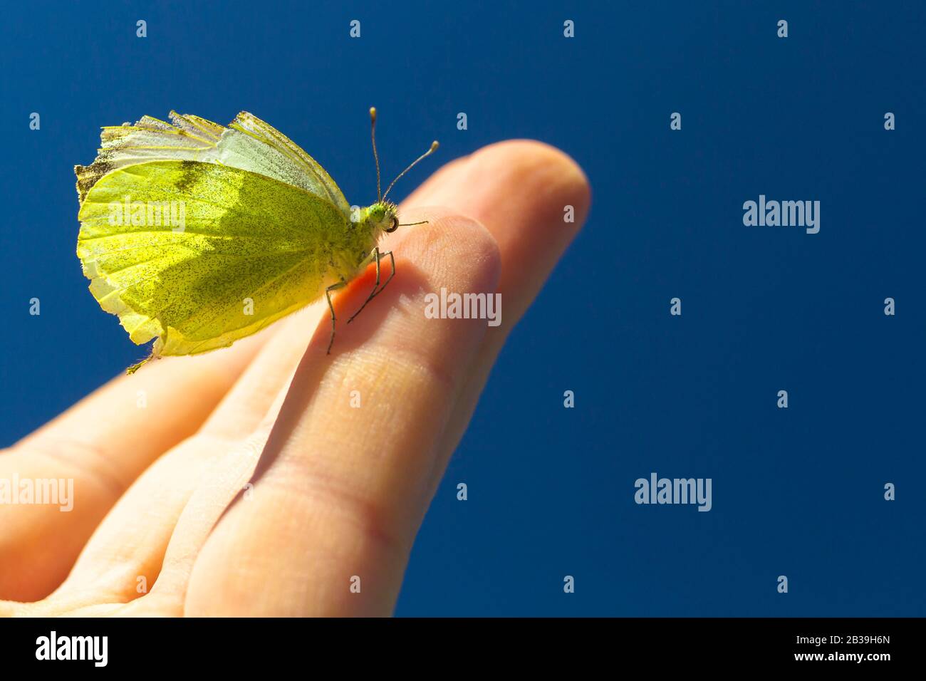 A yellow butterfly with a fractured wing sits on a human hand. Stock Photo