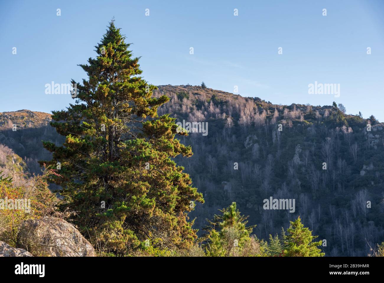 Aerial view of a valley, with a forest with different types of trees Stock Photo