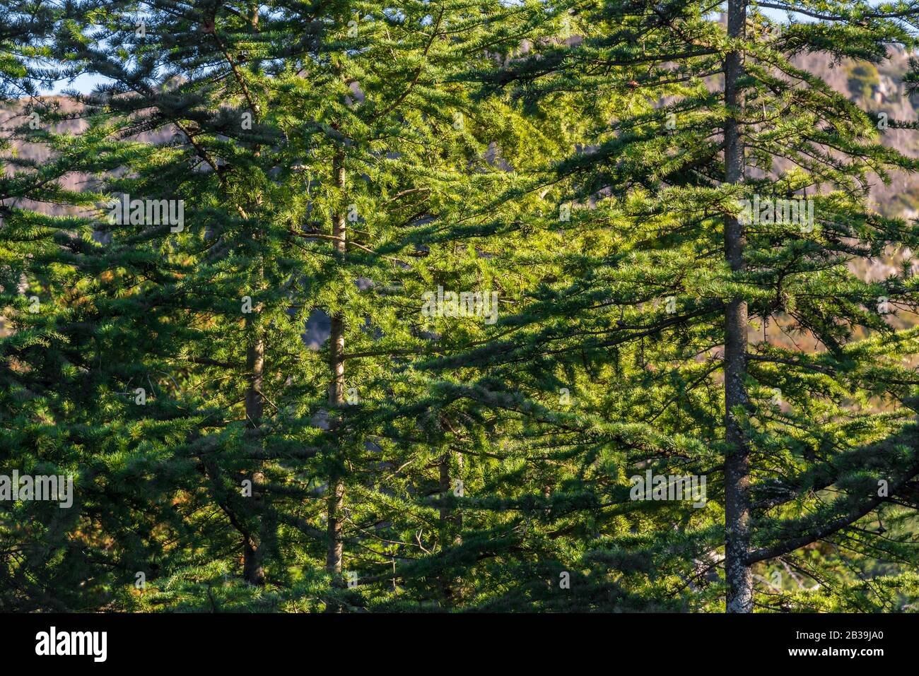 Close up to evergreen trees and their branches full o leaves Stock Photo