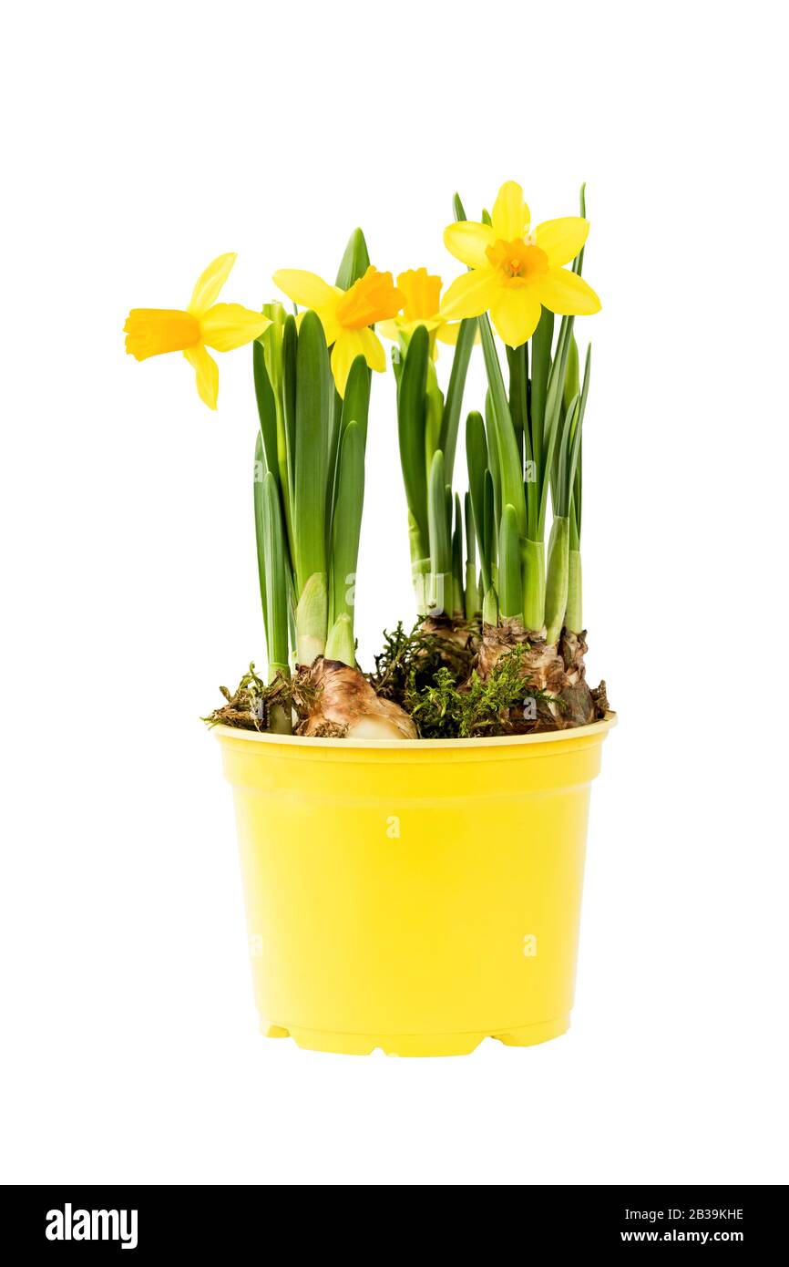 Yellow narcissus bunch with fresh green leaves in yellow pot isolated on white background Stock Photo