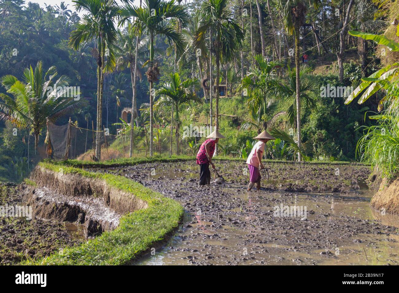 Bali Indonesia 3 Septemper 2019 : Rice field workers.Farmers are planting rice in the fields on rice terraces.Selective focus. Stock Photo