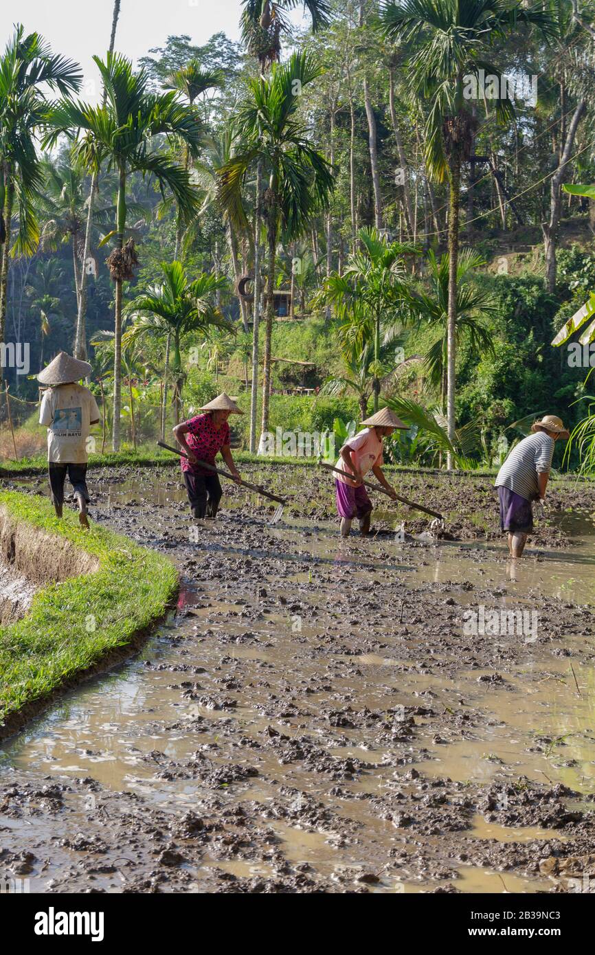 Rice field workers.Farmers are planting rice in the fields on rice terraces. Stock Photo