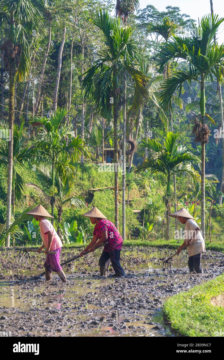 Bali Indonesia 3 Septemper 2019 : Rice field workers.Farmers are planting rice in the fields on rice terraces. Stock Photo