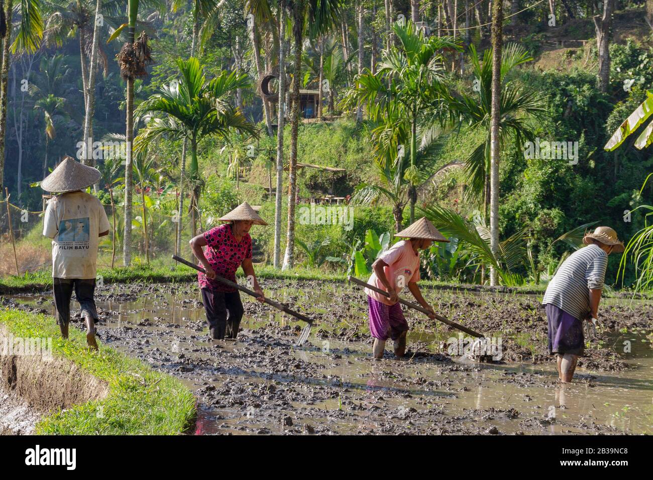 Bali Indonesia 3 Septemper 2019 : Rice field workers.Farmers are planting rice in the fields on rice terraces. Stock Photo