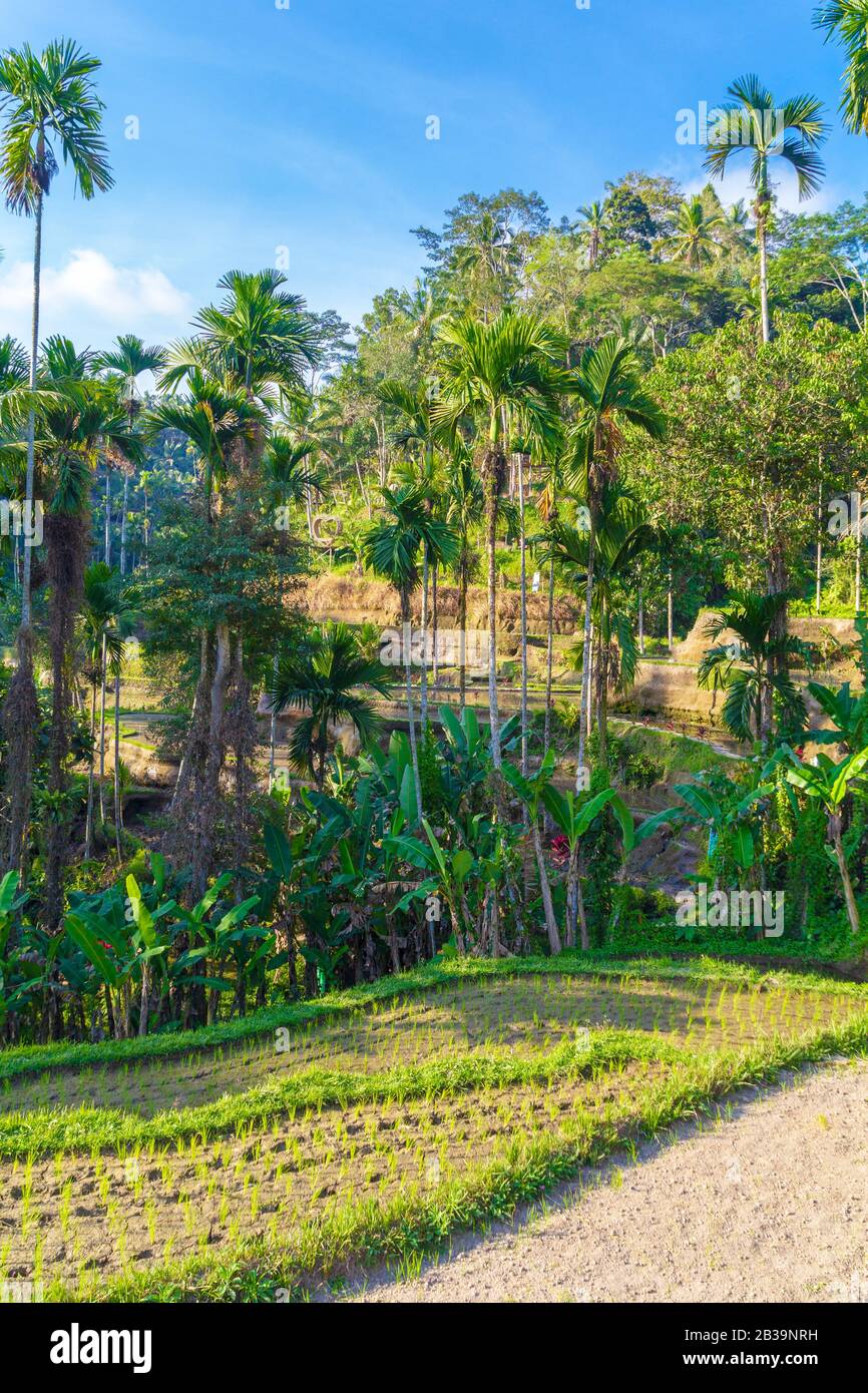 Early rice plantation hi-res stock photography and images - Alamy