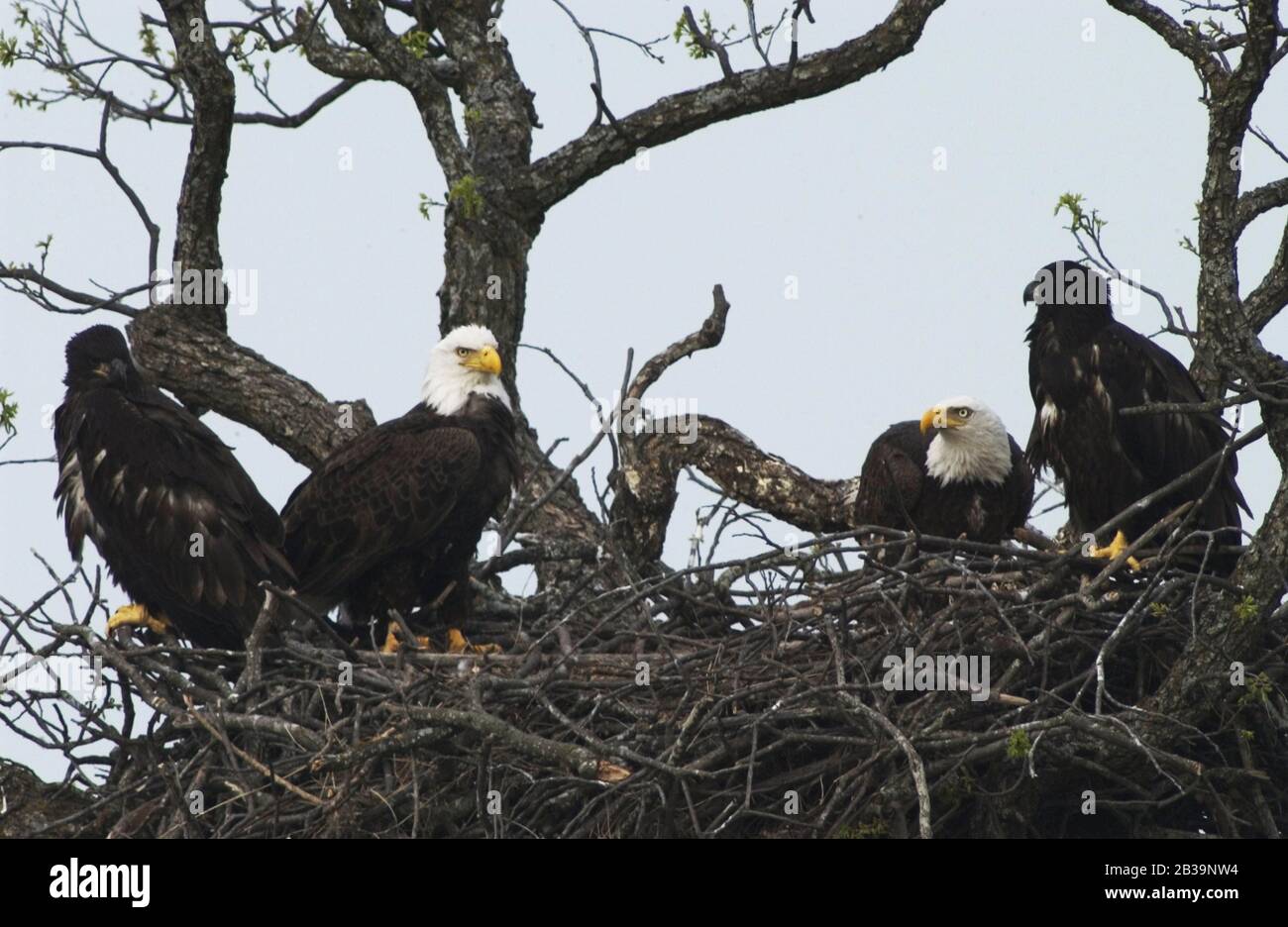 Llano County Texas USA, April 4, 2004: An American bald eagle pair and their two immature offspring perch on a limb overlooking the Llano River in central Texas about 120 yards from a major highway. ©Bob Daemmrich Stock Photo