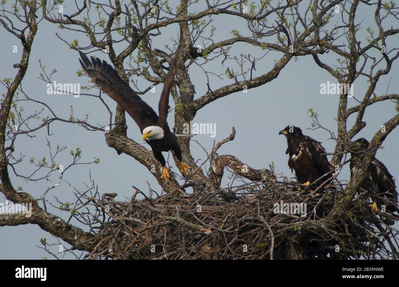 Llano County Texas USA, April 4, 2004: An American bald eagle takes off as its two immature offspring perch on a limb overlooking the Llano River in central Texas about 120 yards from a major highway. ©Bob Daemmrich Stock Photo
