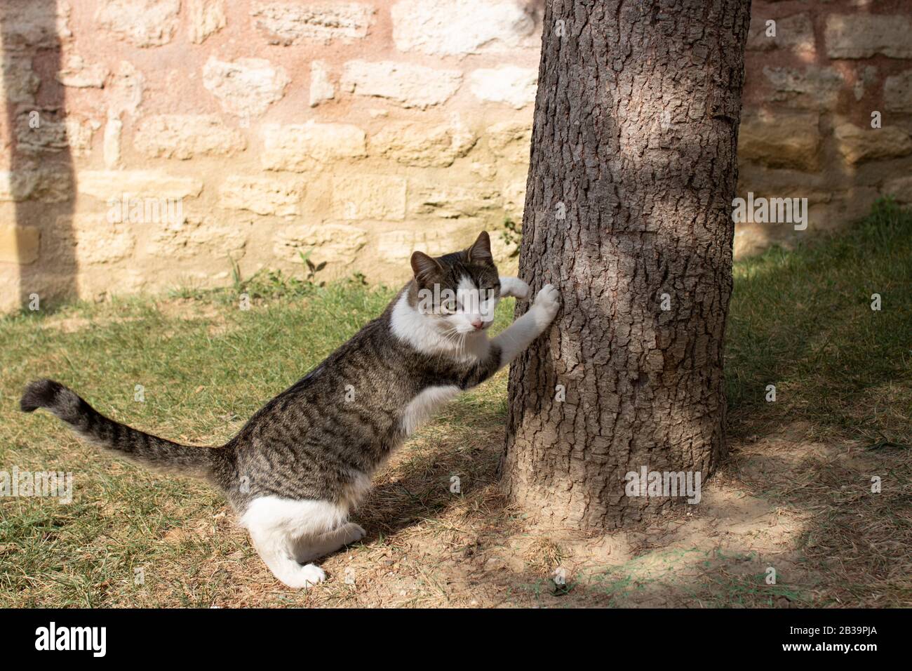 The gray and white cat is angry looking at the camera. Fore legs on the tree. Stock Photo