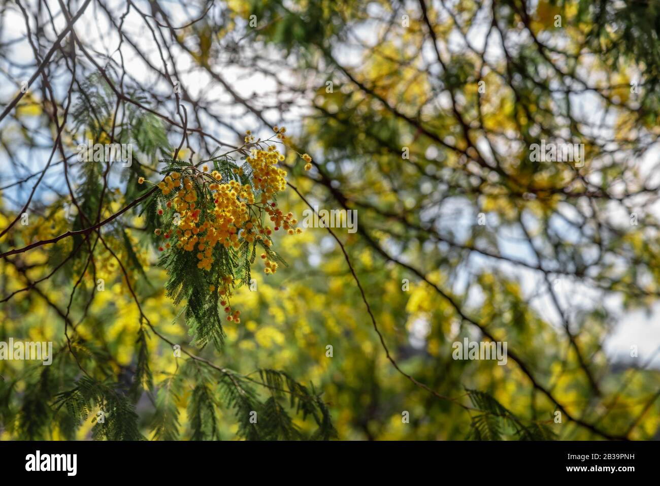 Little yellow flowers with cotton texture on a branch of a tree Stock Photo
